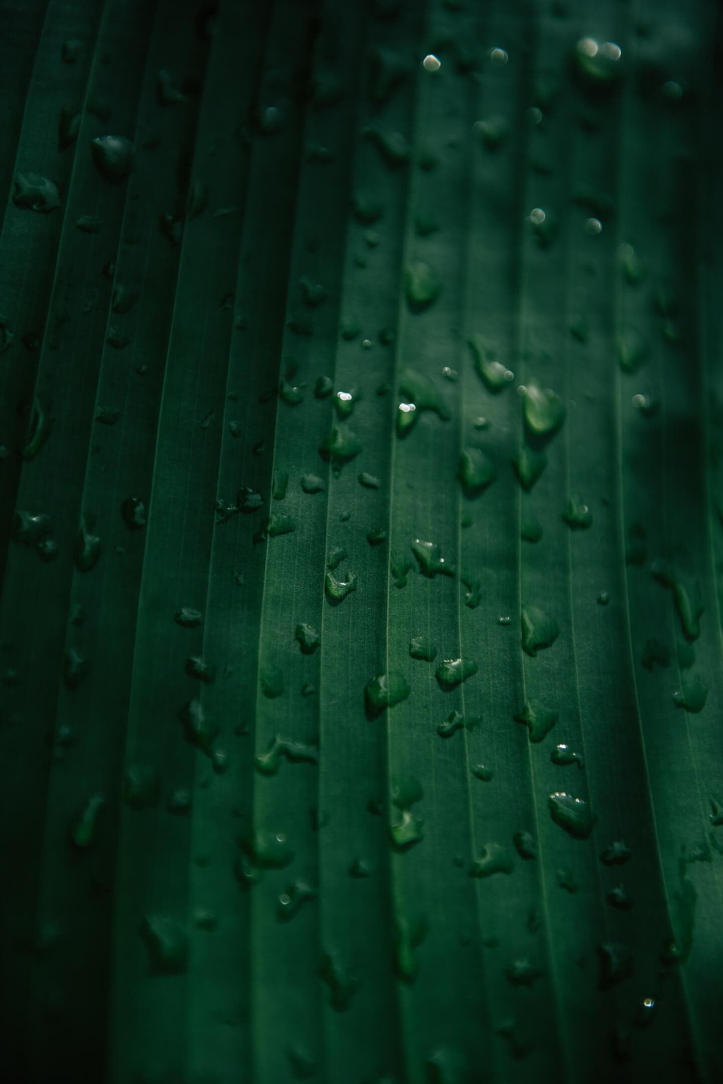 Marea Architecture detail 2