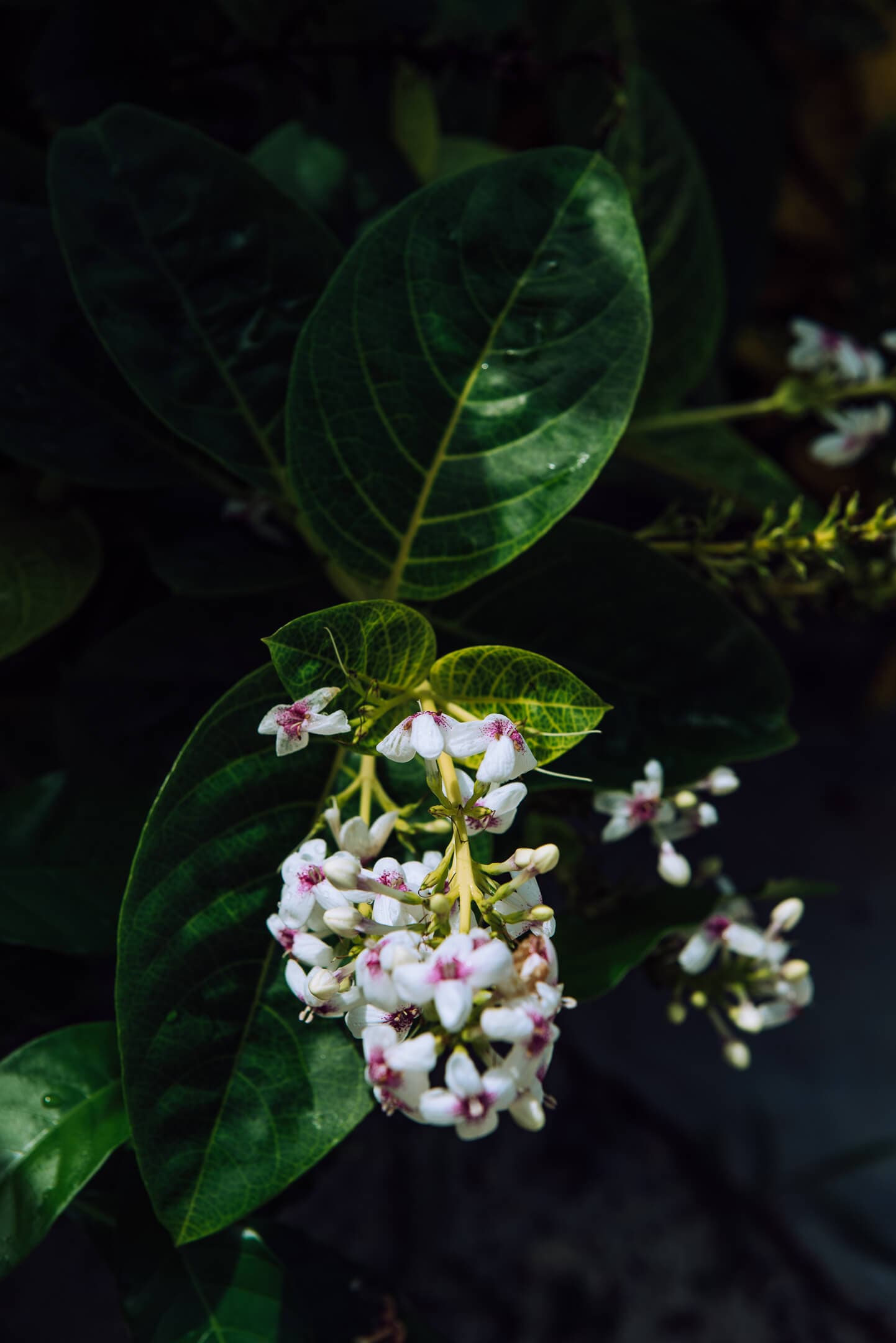 Marea Architecture detail 4